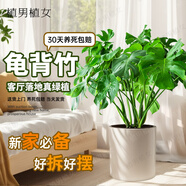 植男植女老樁龜背竹大盆栽客廳室內大型植物大葉北歐真綠植辦公室源頭直發(fā)