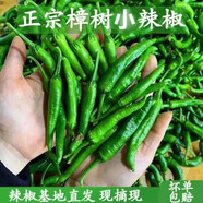 順豐正宗湖南特產(chǎn)樟樹本地新鮮辣椒產(chǎn)地現(xiàn)摘張章樹港小辣椒 3斤