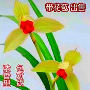 帶花苞正宗蘭花大全【金?！克募鹃_(kāi)花濃香型室內好養高檔花卉大全 中國心 2苗【苗太單調】沒(méi)花苞