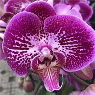 溥畔蝴蝶蘭盆栽帶花劍帶花苞花苗蘭花大苗客廳室內(nèi)植物花卉四季好養(yǎng)活 1.紫美人原盆大苗帶花劍