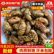 匯爾康2025新鮮知了猴金蟬爬叉100只生鮮知了龜唐僧肉速凍 中號(hào)知了猴100只