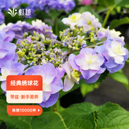 虹越（HONGYUE）大花繡球花盆栽苗 無盡夏花手鞠萬華錦繡球八仙花庭院陽臺(tái)花卉 【大花繡球】“頭花”1加侖