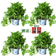 小冤家綠蘿盆栽室內花卉綠植綠籮水養花卉盆景桌面辦公客廳水培大葉綠色 180#中國風(fēng)白盆四盆+肥料2包