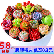 多肉植物組合精品盆栽套餐陽臺室內(nèi)花卉小盆栽懶人綠植玉露吉娃娃 30顆穴盤多肉隨機(jī)品種不重復(fù)