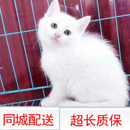 舒騰中華田園小貓咪活體田園貓寵物家養貓咪橘貓幼貓活體土貓貍花貓咪 田園級 白貓 公（幼貓兩個(gè)月左右）