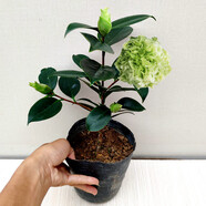 綠可娜山茶花樹(shù)苗名貴室內(nèi)品種花卉陽(yáng)臺(tái)綠植福建龍巖基地特惠精選 2年半3-4分支整盆高25-30公分 帶花苞 不含盆