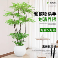 嘆為觀止 大型盆栽 單桿辮子發(fā)財(cái)樹天堂鳥綠蘿散尾葵辦公室內(nèi)開業(yè)喬遷禮品 南天竹-1.5-1.6米【圓球盆】 含盆