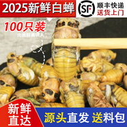 蓮山九鮮知了猴新鮮山東活體金蟬知了爬叉猴速凍知了龜特產(chǎn)唐僧肉送禮 大號白蟬100只裝（新）