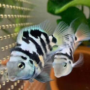 迷你鸚鵡魚(yú)繁殖組配對成功白金寶藍成魚(yú)熱帶種公母精品小型鸚鵡魚(yú) 寶藍4-4.5厘米1對