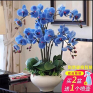 LDVEP蝴蝶蘭花苗帶花劍帶花苞盆栽蘭花大苗客廳吸色陽臺花卉四季好養(yǎng)活 需要雙劍請拍此規(guī)格下單備注品種 帶盆栽好