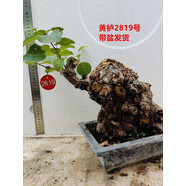 黃櫨盆景自然老樁古怪樁熟樁北京香山紅葉樹樁冬季耐寒實物 黃櫨2819號帶盆發(fā)貨 不含盆