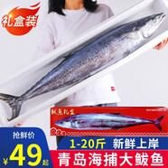 漁哥戲魚鲅魚銷量5萬+條 青島大鲅魚送禮禮盒鲅魚整條海魚馬鮫魚冷凍鮮活 5斤裝/1條