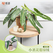 虹越（HONGYUE）橙柄蔓綠絨觀(guān)葉綠植室內盆栽陽(yáng)臺辦公桌面好養活常綠網(wǎng)紅熱植 小圣靈蔓綠絨陶盆