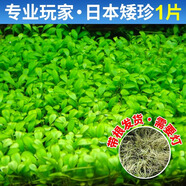瘋狂水草（FKSC）水草植物直接入缸莫斯水草懶人魚缸造景套餐竹節(jié)草凈化 【專業(yè)玩家草坪】日本矮珍珠1片（約8*8cm）