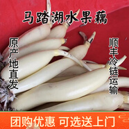 馬踏湖水果藕蓮藕白蓮藕鮮藕脆藕涼拌藕生吃藕尖蓮菜嫩藕新鮮現(xiàn)挖 2500g
