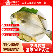 環(huán)球水產南海大規(guī)格金鯧魚550g1條 BAP認證 海魚 生鮮魚類 火鍋 海鮮水產