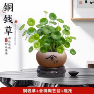 綠蔭巷子銅錢(qián)草盆景水培植物好養室內花草水養金錢(qián)草四季常青盆栽綠植 【舍得陶藝盆+托】銅錢(qián)草