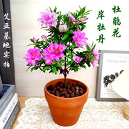 岸牡丹杜鵑花日本皋月名貴品種室內(nèi)盆栽花卉綠植耐寒耐熱好養(yǎng)精選 岸牡丹稀少原生4年整盆高45-55公分 不含盆