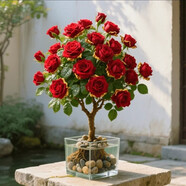 七彩玫瑰花一樹(shù)多色盆栽老樁四季開(kāi)花室內好養耐寒熱適合陽(yáng)臺庭院 【鎏金玫瑰】水培水土/9年老樁【2顆】開(kāi)爆滿(mǎn)+肥料