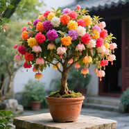 倒掛金鐘盆栽四季開花耐寒耐熱南北方種植盆栽樹苗陽臺花卉 L1倒掛金鐘盆栽花卉 7年老樁/開花大量