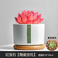 綠蔭巷子多肉植物組合套餐肉肉室內(nèi)植物辦公室電腦桌面盆栽好養(yǎng)活小盆栽 【紅寶石】精養(yǎng)大顆 含瓷盆+托