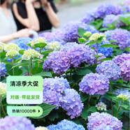 虹越（HONGYUE）大花繡球花盆栽苗 無(wú)盡夏花手鞠萬(wàn)華錦繡球八仙花庭院陽(yáng)臺(tái)花卉 【變色大花繡球】“無(wú)盡夏”1加侖