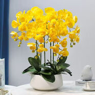 御春閣蝴蝶蘭花苗盆栽室內(nèi)觀花植物桌面陽(yáng)臺(tái)年宵花卉四季開(kāi)花綠植花卉 福樂(lè)夕陽(yáng)蝴蝶蘭+透明原盆+原土