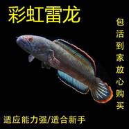 進(jìn)口野阿薩姆藍(lán)帆奶茶雷龍魚巧克力七彩火背黃金眼鏡雷龍魚觀賞魚 彩虹雷龍19-21厘米1條