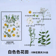 碩藝贏現(xiàn)代簡約植物干花壓花材料包押花手工diy書簽滴膠手機(jī)殼標(biāo)本相框 白色花田8種花材36朵 植物干花材料包