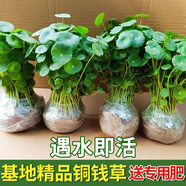 香瑞馨銅錢(qián)草水培植物大葉水栽魚(yú)缸水養綠植金錢(qián)草小水草客廳室內外花卉 1盆小盆銅錢(qián)草+送營(yíng)養液