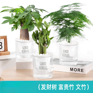綠有意綠植盆栽多肉花卉盆栽植物室內桌面水培綠植辦公室客廳植物懶人 【聚財3盆】文竹+富貴竹+發(fā)財樹(shù) 帶盆帶土發(fā)貨