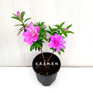 岸牡丹杜鵑花日本皋月名貴品種室內(nèi)盆栽花卉綠植耐寒耐熱好養(yǎng)精選 岸牡丹原生1年半整盆高23-28公分 不含盆