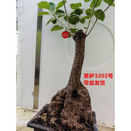 黃櫨盆景自然老樁古怪樁熟樁北京香山紅葉樹樁冬季耐寒實物 黃櫨3202號帶盆發(fā)貨 不含盆