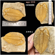 天然王冠三葉蟲化石原石魚樹古生物天然考古標(biāo)本客廳桌面擺件飾品 WGC-010（新）