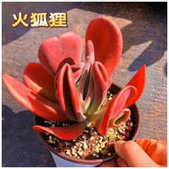 多肉組合盆栽陽(yáng)臺(tái)盆栽喜陽(yáng)植物新手福利按圖發(fā)貨品種花卉好養(yǎng) 火狐貍【3年老樁】塑料盆栽好