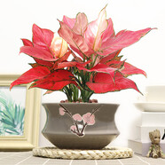 南國愛(ài)大吉利紅如意皇后盆栽綠植花卉室內客廳好養活紅火植物美觀(guān)陶瓷水 大號吉利紅灰色粉梅陶瓷盆 含盆