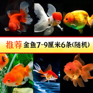 云峰海瑞觀賞金魚 冷水魚 觀賞魚金魚 活體魚 淡水魚小金魚活魚錦鯉魚 【推薦】金魚7-9厘米6條（隨機）