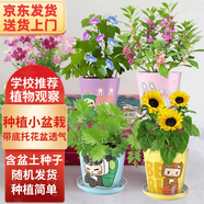 IAM City Farmer兒童種植小盆栽Diy趣味種植套裝1個發(fā)芽快不可指定