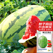 大禹懶漢西瓜種子苗特大適合南方早熟懶人8424麒麟瓜美都無籽水果蔬菜 懶漢王西瓜種子約50粒10袋