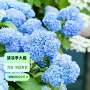 虹越（HONGYUE）大花繡球花盆栽苗 無(wú)盡夏花手鞠萬(wàn)華錦繡球八仙花庭院陽(yáng)臺(tái)花卉 【大花繡球】“無(wú)盡夏”2加侖