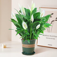 花竹戀杜鵑花四季開(kāi)花盆栽花卉綠植陽(yáng)臺辦公室紅掌室內盆栽盆景大型綠植 一帆風(fēng)順白掌 含盆栽好發(fā)貨高度40厘米左右