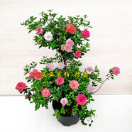 鵑之舞日本皋月杜鵑花盆栽四季開花稀有陽臺名貴品種花卉庭院好養(yǎng) 原生6年稀少造型整盆高45-55公分 不含盆