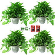 小冤家綠蘿盆栽室內花卉綠植綠籮水養花卉盆景桌面辦公客廳水培大葉綠色 【180#蓄水盆】透明型+肥料2包
