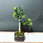 詩甲雀舌羅漢松真柏老樁盆景四季常青好養(yǎng)植物送禮盆景耐寒室內(nèi)外盆栽 雀舌羅漢松跌枝文人老樁02（一物一拍）