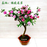 鵑之舞日本皋月杜鵑花盆栽四季開花稀有陽臺名貴品種花卉庭院好養(yǎng) 嫁接桿粗約3.5公分整盆高75-85公分 不含盆