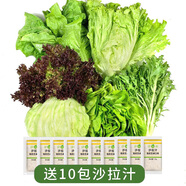 綠食者 沙拉蔬菜組合3.5斤 新鮮苦菊綠葉紅葉生菜西餐沙拉健康輕食蔬菜 蔬菜沙拉組合3.5斤【有沙拉醬】