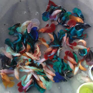 泰國斗魚白婚紗馬尾半月大耳熱帶魚觀賞魚斗魚活魚淡水魚好養(yǎng)耐活 隨機(jī)母【送魚食】