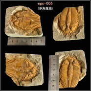 王冠三葉蟲魚樹古生物化石原石天然考古標本客廳桌面創(chuàng)意擺件飾品 wgc-006（L）