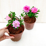鵑之舞日本皋月杜鵑花盆栽四季開花稀有陽臺名貴品種花卉庭院好養(yǎng) 2盆練手 原生苗整盆高約20公分 不含盆