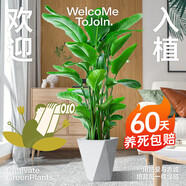植男植女天堂鳥(niǎo)盆栽客廳室內(nèi)好養(yǎng)大型落地綠植辦公室大葉鶴望蘭源頭直發(fā)